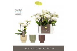 Phalaenopsis multiflora wit Optifriend Sandra 4 tak in Emilia Mix Aquo