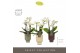 Phalaenopsis multiflora wit Optifriend Sandra 4 tak in Emilia Mix Aquo 