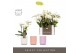 Phalaenopsis multiflora wit Optifriend Sandra 4 tak in Molise Mix Aquo 