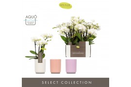 Phalaenopsis multiflora wit Optifriend Sandra 4 tak in Molise Mix Aquo