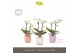 Phalaenopsis multiflora wit Optifriend Sandra 4 tak in Molise Mix Aquo 