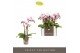 Phalaenopsis multiflora Optifriend Alice 3spike 