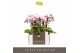 Phalaenopsis multiflora Optifriend Alice 3spike 