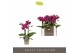 Phalaenopsis multiflora paars Optifriend Emma 3spike 