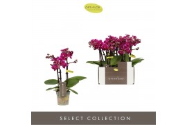 Phalaenopsis multiflora paars Optifriend Emma 3spike