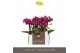 Phalaenopsis multiflora paars Optifriend Emma 3spike 