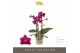 Phalaenopsis multiflora paars Optifriend Emma 3spike 