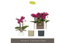 Phalaenopsis multiflora paars Optifriend Emma 3spike in mix Toscane
