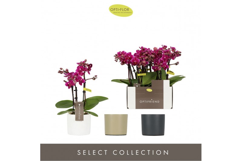 Phalaenopsis multiflora paars Optifriend Emma 3spike in mix Toscane 