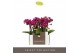 Phalaenopsis multiflora paars Optifriend Emma 3spike in mix Toscane 