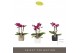 Phalaenopsis multiflora paars Optifriend Emma 3spike in mix Toscane 