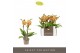 Phalaenopsis multiflora geel Optifriend Indy 3spike 