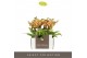 Phalaenopsis multiflora geel Optifriend Indy 3spike 