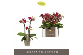 Phalaenopsis multiflora paars Optifriend Lola 3 spike