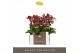 Phalaenopsis multiflora paars Optifriend Lola 3 spike 