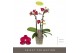 Phalaenopsis multiflora paars Optifriend Lola 3 spike 
