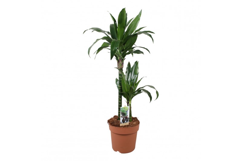 Dracaena fragr. janet craig 2pp - 45-15 Dracaena fragr. janet craig 2pp - 45-15