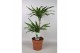 Dracaena fragr. riki 2pp - 45-15 