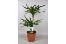 Dracaena fragr. riki 2pp - 45-15