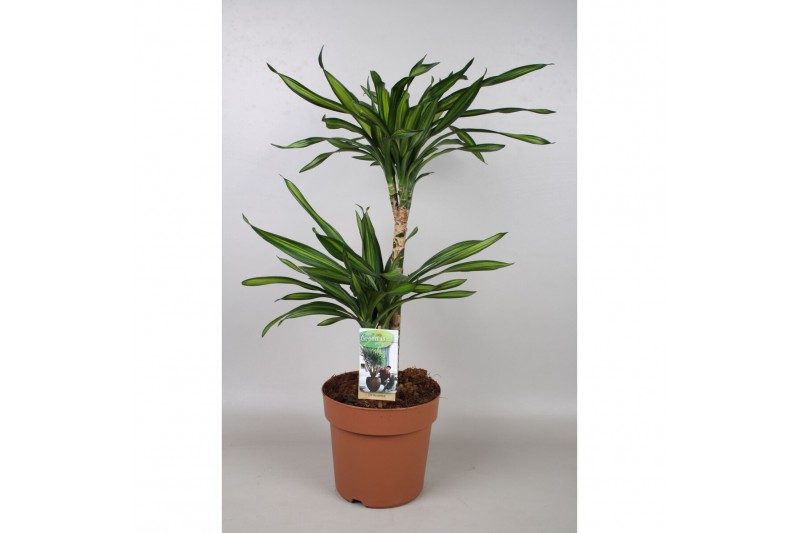 Dracaena fragr. riki 2pp - 45-15 