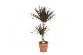 Dracaena marg. magenta 2pp - 45-15
