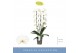Phalaenopsis anthura madrid 2 tak cascade 