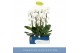 Phalaenopsis anthura madrid 2 tak cascade 