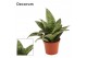 Sansevieria trifasciata hahnii silver flame decorum 