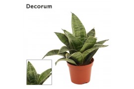 Sansevieria trifasciata hahnii silver flame decorum
