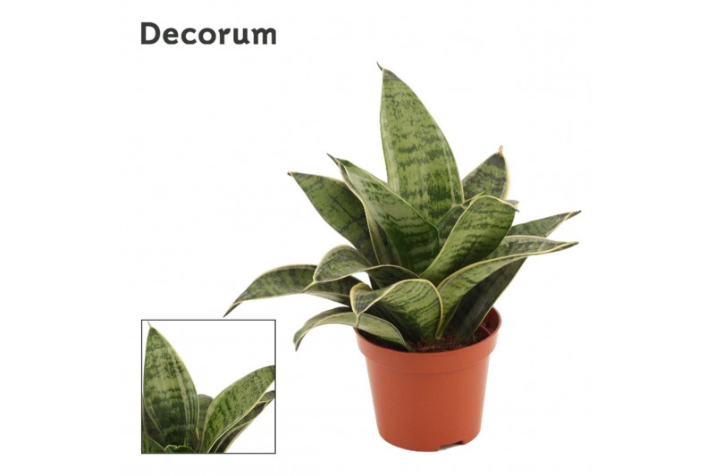 Sansevieria trifasciata hahnii silver flame decorum 