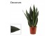 Sansevieria trifasciata black diamond decorum 