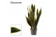Sansevieria trifasciata back gold decorum 