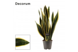 Sansevieria trifasciata back gold decorum