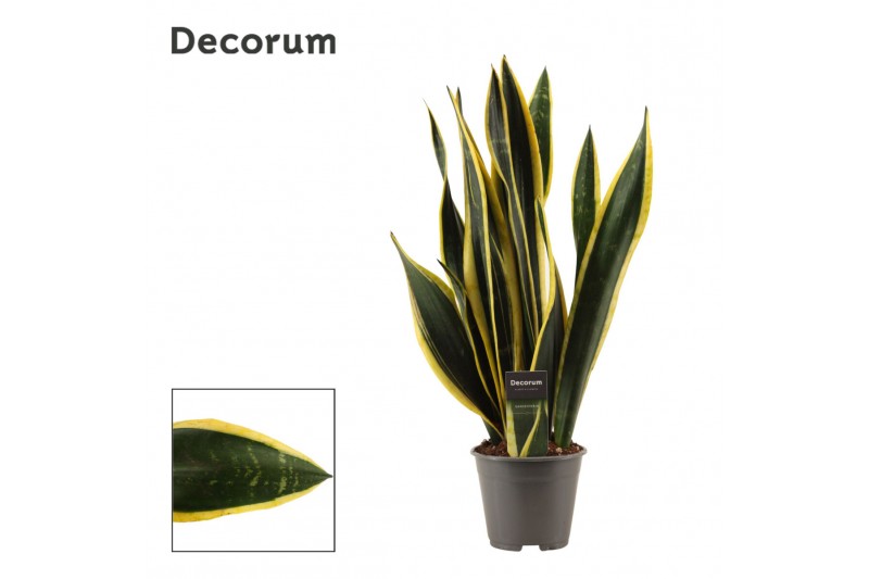 Sansevieria trifasciata back gold decorum Sansevieria trifasciata back gold decorum