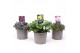 Sedum mix 