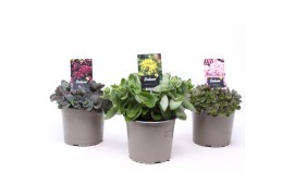 Sedum mix