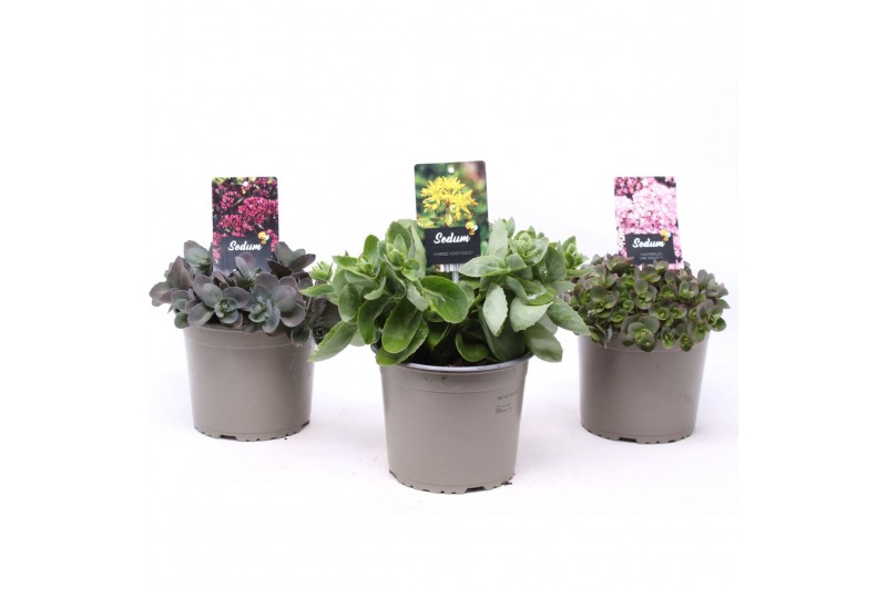Sedum mix 