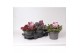 Sedum mix 