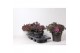 Sedum mix 