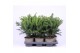 Taxus baccata repandens 