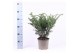 Taxus baccata repandens 