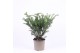 Taxus baccata repandens 