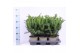 Taxus baccata repandens 