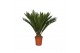 Cycas revoluta 12 + blad 15 blad 