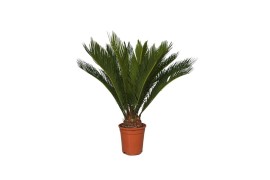 Cycas revoluta 12 + blad 15 blad