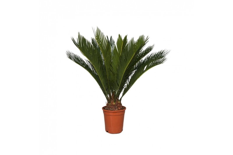 Cycas revoluta 12 + blad 15 blad 