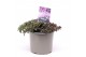 Sedum spurium deep rose 