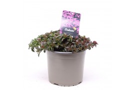 Sedum spurium deep rose