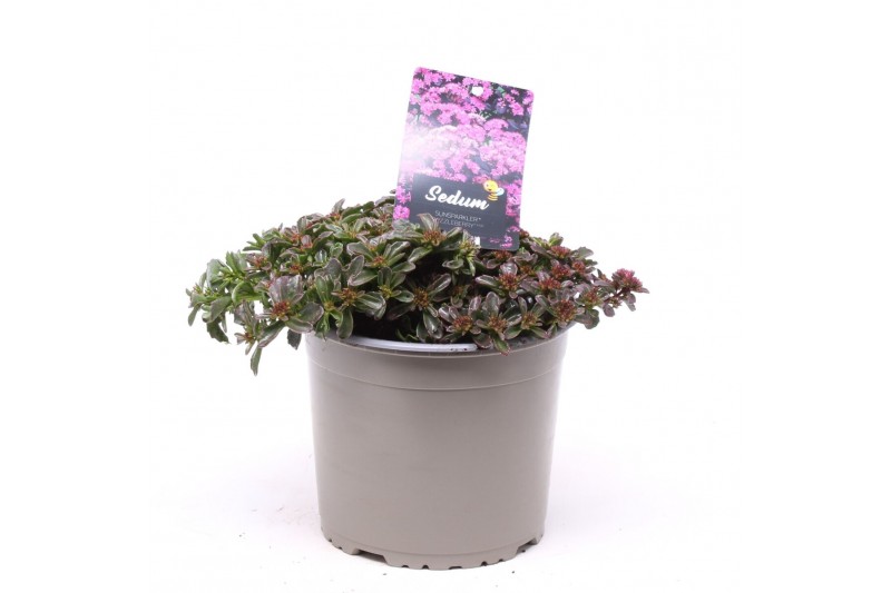 Sedum spurium deep rose 