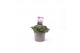 Sedum spurium deep rose 